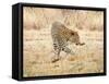 Leopard-Andrushko Galyna-Framed Stretched Canvas