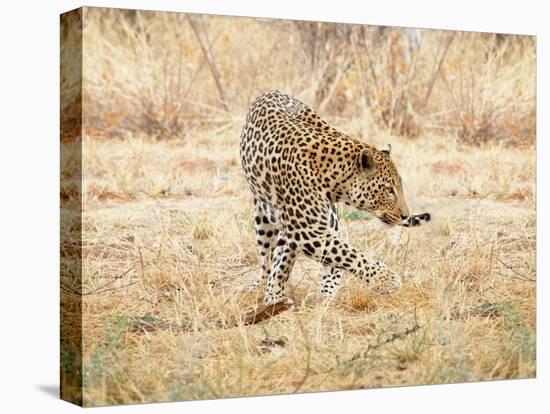 Leopard-Andrushko Galyna-Stretched Canvas