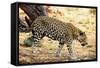 Leopard-Andrushko Galyna-Framed Stretched Canvas