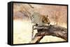 Leopard-Andrushko Galyna-Framed Stretched Canvas