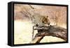 Leopard-Andrushko Galyna-Framed Stretched Canvas