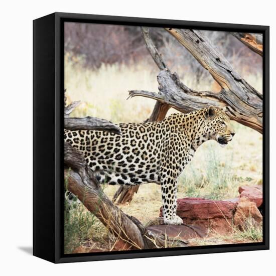 Leopard-Andrushko Galyna-Framed Stretched Canvas