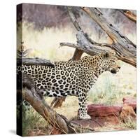 Leopard-Andrushko Galyna-Stretched Canvas