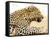 Leopard-Andrushko Galyna-Framed Stretched Canvas