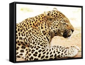 Leopard-Andrushko Galyna-Framed Stretched Canvas