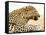 Leopard-Andrushko Galyna-Framed Stretched Canvas