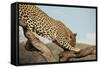 Leopard-Andrushko Galyna-Framed Stretched Canvas