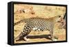 Leopard-Andrushko Galyna-Framed Stretched Canvas