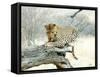 Leopard-Andrushko Galyna-Framed Stretched Canvas