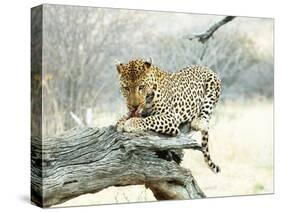 Leopard-Andrushko Galyna-Stretched Canvas