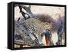 Leopard-Andrushko Galyna-Framed Stretched Canvas