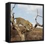 Leopard-Andrushko Galyna-Framed Stretched Canvas