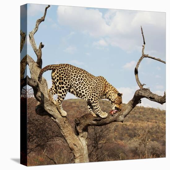 Leopard-Andrushko Galyna-Stretched Canvas