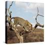 Leopard-Andrushko Galyna-Stretched Canvas