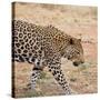 Leopard-Andrushko Galyna-Stretched Canvas