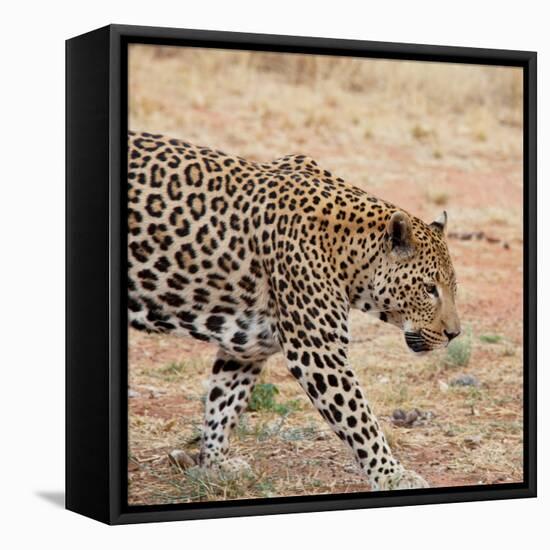 Leopard-Andrushko Galyna-Framed Stretched Canvas