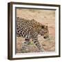 Leopard-Andrushko Galyna-Framed Premium Photographic Print