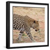 Leopard-Andrushko Galyna-Framed Premium Photographic Print