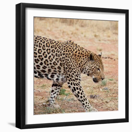 Leopard-Andrushko Galyna-Framed Premium Photographic Print