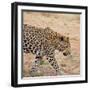 Leopard-Andrushko Galyna-Framed Premium Photographic Print
