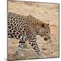 Leopard-Andrushko Galyna-Mounted Premium Photographic Print