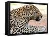 Leopard-Andrushko Galyna-Framed Stretched Canvas