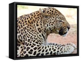 Leopard-Andrushko Galyna-Framed Stretched Canvas