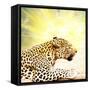 Leopard-Andrushko Galyna-Framed Stretched Canvas