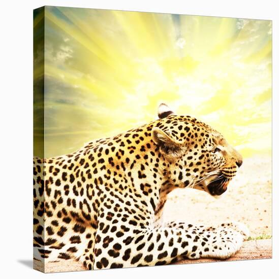 Leopard-Andrushko Galyna-Stretched Canvas