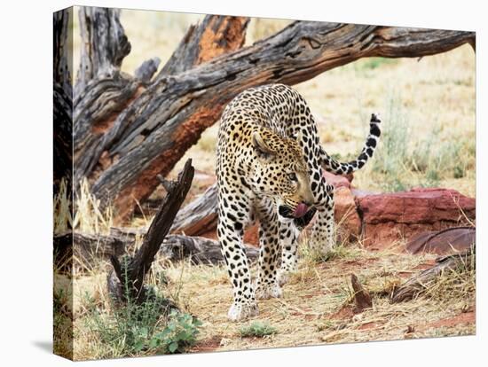 Leopard-Andrushko Galyna-Stretched Canvas