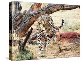 Leopard-Andrushko Galyna-Stretched Canvas