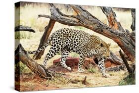 Leopard-Andrushko Galyna-Stretched Canvas