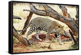Leopard-Andrushko Galyna-Framed Stretched Canvas