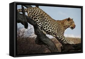 Leopard-Andrushko Galyna-Framed Stretched Canvas