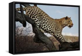 Leopard-Andrushko Galyna-Framed Stretched Canvas