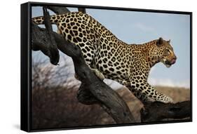 Leopard-Andrushko Galyna-Framed Stretched Canvas