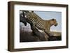 Leopard-Andrushko Galyna-Framed Premium Photographic Print