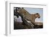 Leopard-Andrushko Galyna-Framed Premium Photographic Print