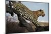 Leopard-Andrushko Galyna-Mounted Premium Photographic Print