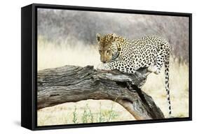 Leopard-Andrushko Galyna-Framed Stretched Canvas