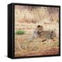 Leopard-Andrushko Galyna-Framed Stretched Canvas