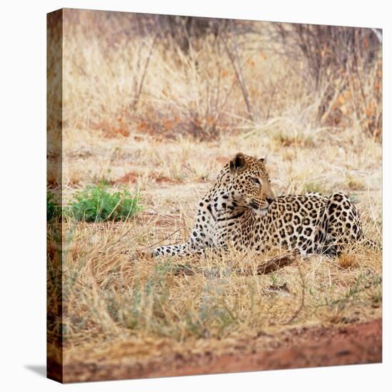 Leopard-Andrushko Galyna-Stretched Canvas