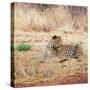 Leopard-Andrushko Galyna-Stretched Canvas