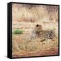 Leopard-Andrushko Galyna-Framed Stretched Canvas