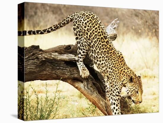 Leopard-Andrushko Galyna-Stretched Canvas