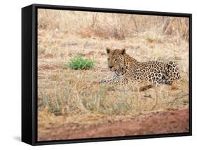 Leopard-Andrushko Galyna-Framed Stretched Canvas