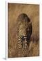 Leopard-DLILLC-Framed Photographic Print