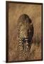 Leopard-DLILLC-Framed Photographic Print