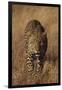 Leopard-DLILLC-Framed Photographic Print