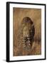 Leopard-DLILLC-Framed Photographic Print